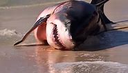 14-foot pregnant white shark washes ashore! 🦈