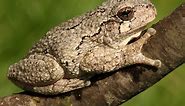 16 Types of Tree Frogs Found in the USA! (ID Guide)