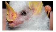 Honduran White Bat | The Cotton Ball! 🦇😍 #cottonball , #bats , #honduranwhitebat , #honduran , #cuteanimals , #animalslover , #amazinganimals , #educationmatters , #educationalcontent , #amazingnature , #cutenessoverload , #viralreelsfb , #wildlifeonearth , #viralvideosFacebook , #shortvideofbreels , #cutecats Song: HORROR THEME CREEPY | PenguinPedia