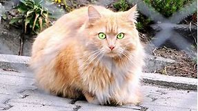 Doll Face Persian Cat: Breed Info, Pictures, Temperament & Traits - Catster