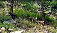Rocky Mountain BigHorn Sheep