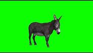 Donkey Eating Green Screen | Green Screen Donkey | Green BackGround Screen (No Copyright)