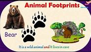Animal Footprints | Animals Track Identification | Domestic and Wild Animals Footprints -Kids Entry