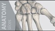 Bones of the Wrist | Anatomy Slices