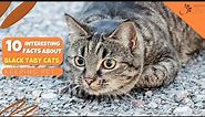10 Interesting Facts About Black Tabby Cat!