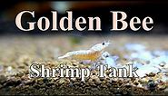 Golden Bee Shrimp Tank | Caridina | Aquarium