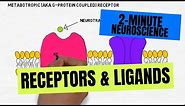 2-Minute Neuroscience: Receptors & Ligands