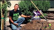 How to plant a 24 inch box tree in Arizona - Plant Something