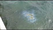 This is oil still leaking up from the USS Arizona in Pearl Harbor, Hawaii
