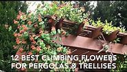 12 Best Climbing Flowers for Pergolas and Trellises