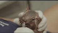 Hand-rearing Our Screaming Hairy Armadillo Pup