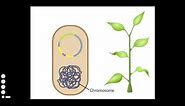 Agrobacterium: A Plant Gene Transfer Vector