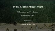 How Clams Filter-Feed