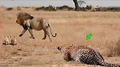 Angry leopards kills lion cubs - Leopards vs lions