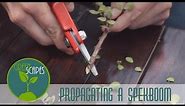 How to propagate a spekboom