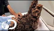 My Shocking Story: Treeman the Cure - Hospital Life