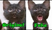 Cat Meme (FAKE vs Original) | Crossed Eyed Meme Cat