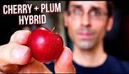 CHERRY PLUM REVIEW - A Hybrid Between Plums and Cherries! (Verry Cherry Plums)- Weird Fruit Explorer