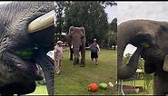 Watch the elephant eating fruit (wondrous🤯)
