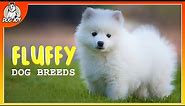 Meet the Fluffiest Dog Breeds in the World!