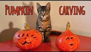 Halloween cat: Pumpkin carving with my human