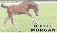 About the Morgan Horse