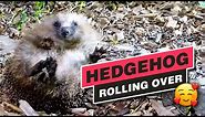Wild hedgehog rolling over