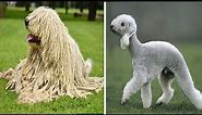 15 MOST Unusual Dog Breeds