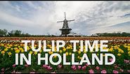 Tulip Time In Holland | Pure Michigan