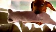 Petsmart Commercial "The Perfect Toy"