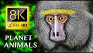 Planet Animals 8K ULTRA HD