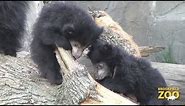 Cute Sloth Bear Cubs Make Their Debut at Brookfield Zoo!