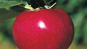 McIntosh Apple Tree  | Gurneys Seed & Nursery Co.