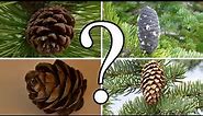 HOW TO DISTINGUISH BETWEEN PINE, SPRUCE, FIR, and LARCH | CONIFER ID