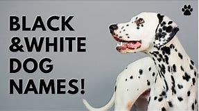 🐕 Black And White Dog Names 🐾 39 TOP Ideas for Your Bicolor Pup!