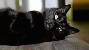 Top 5 most Goth cat breeds - World Gothic Models