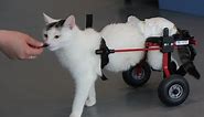 Cat wheelchair