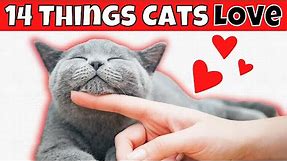 14 Things Cats LOVE (#3 Might Wake You Up)