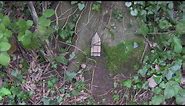 Tiny Door at the base of a Tree - Pixies and Elves in the woods