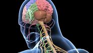 Biology - 3D animation - Human Nervous System Overview ( Senior) - English