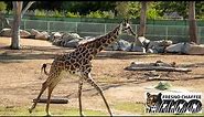 Fresno Chaffee Zoo (Tour 2022)🦒🦏🐢