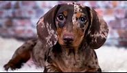 How to Take Care of a Dapple Dachshund? How long does Dapple Dachshund live?