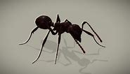 Ant - Buy Royalty Free 3D model by Kyan0s