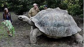 Most Amazing Biggest Turtles in the World