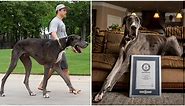 World’s tallest dog confirmed as Zeus the Great Dane