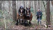 A team of 2 Belgian draft horses pull a long and heavy log