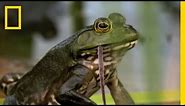 Bullfrogs Eat Everything | National Geographic