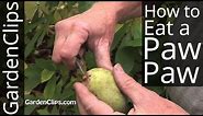 Paw Paw Tree - Asimina triloba - How to eat a Paw-Paw fruit and harvest seeds #pawpaw