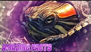 Red Eared Slider Turtle - AMAZING FACTS - You Probably didn't know