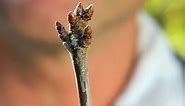 FAQs - Fertilising in Winter | Cherry Tree | Leaf Curl - Gardening Australia